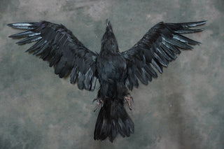 Replica Dead Crow Prop