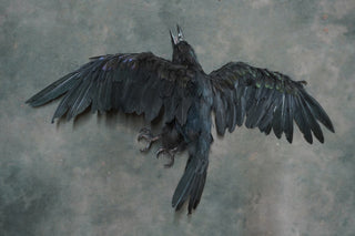 Replica Dead Crow Prop