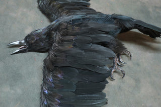 Replica Dead Crow Prop