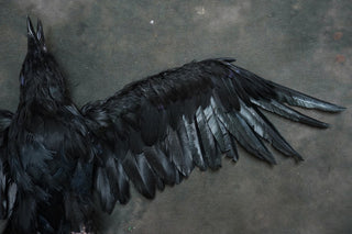 Replica Dead Crow Prop