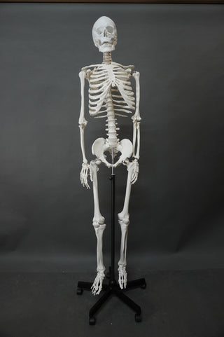 Academic Skeleton