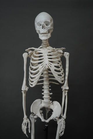 Academic Skeleton