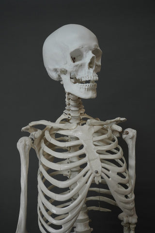 Academic Skeleton