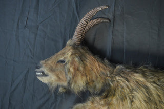 Sylvia the Goat Cadaver with Fur