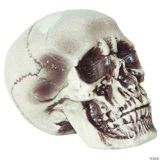 Realistic Plastic Skull Decoration