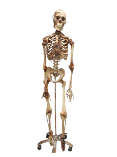 Skin and Bones Male Skeleton – Dapper Cadaver Props