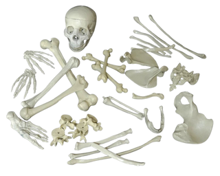 Two Dozen Unpainted Bones with Budget Skull