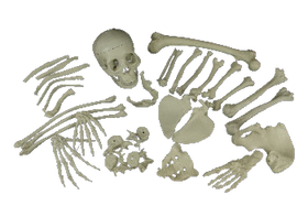 Prop Skeletons, Skull Replicas & Bones for Halloween & Productions ...