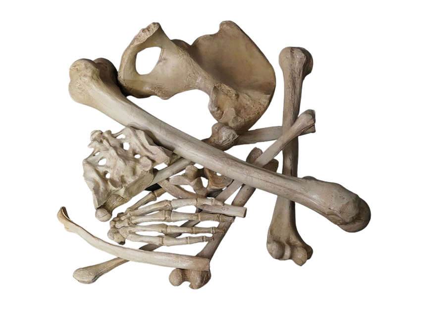 Prop Skeletons, Skull Replicas & Bones for Halloween & Productions ...