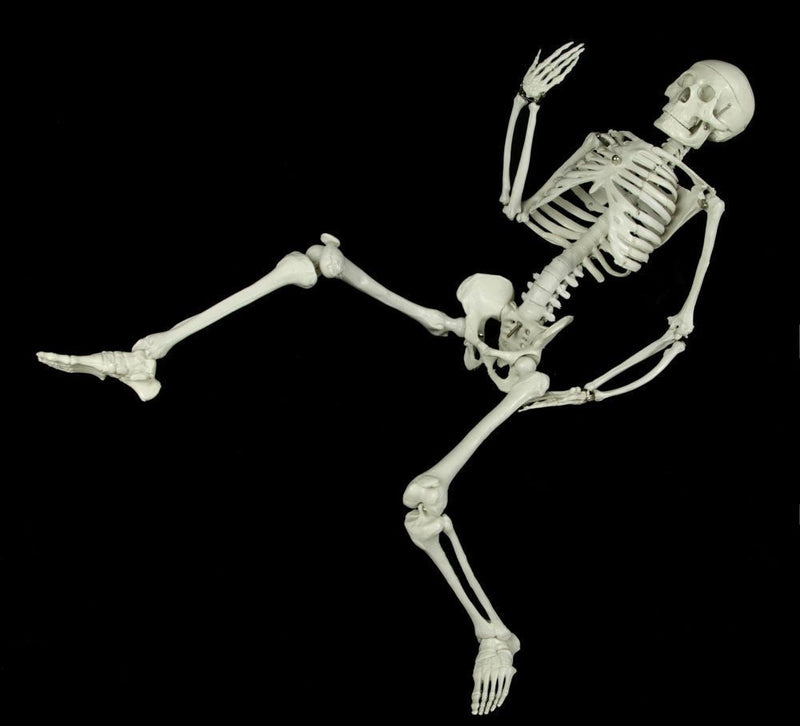 3ft Articulated Skeleton – Dapper Cadaver Props