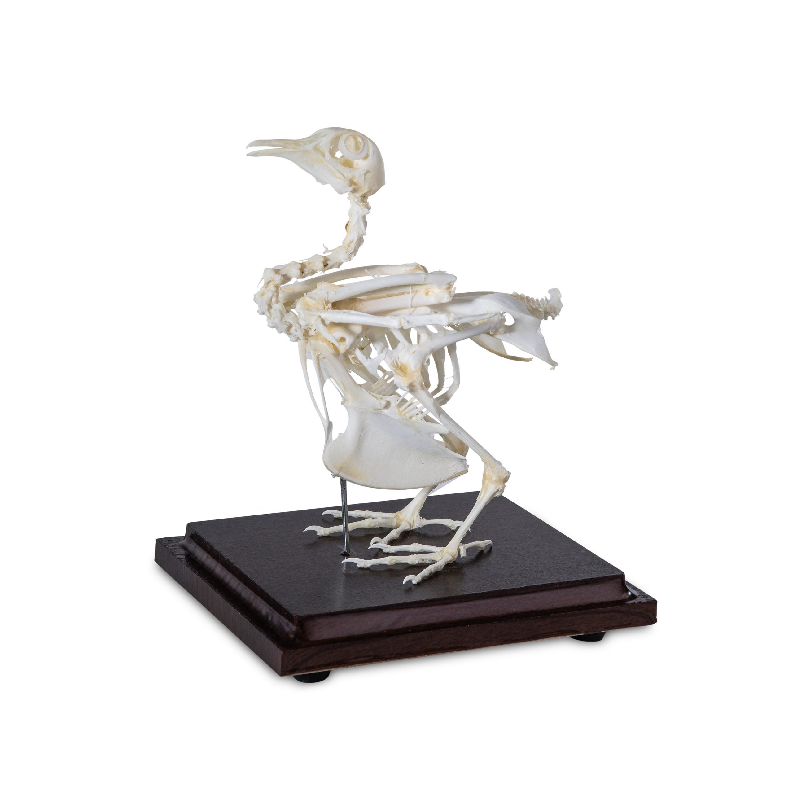 Pigeon Skeleton – Dapper Cadaver Props