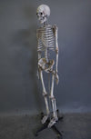 Crime Scene Skeleton – Dapper Cadaver Props