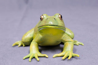  Plastic Frogs Bulk