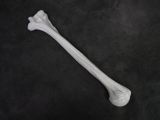 Arm Bone - Humerus Replica – Dapper Cadaver Props