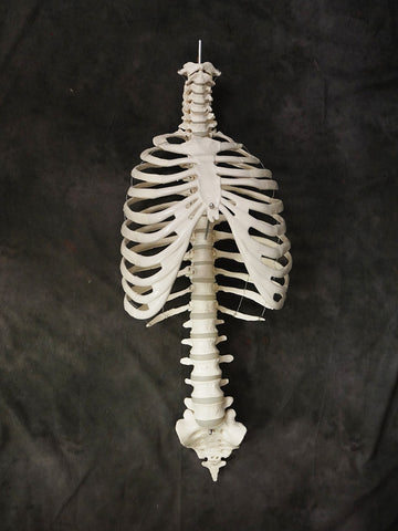 Human Ribcage Prop – Dapper Cadaver Props